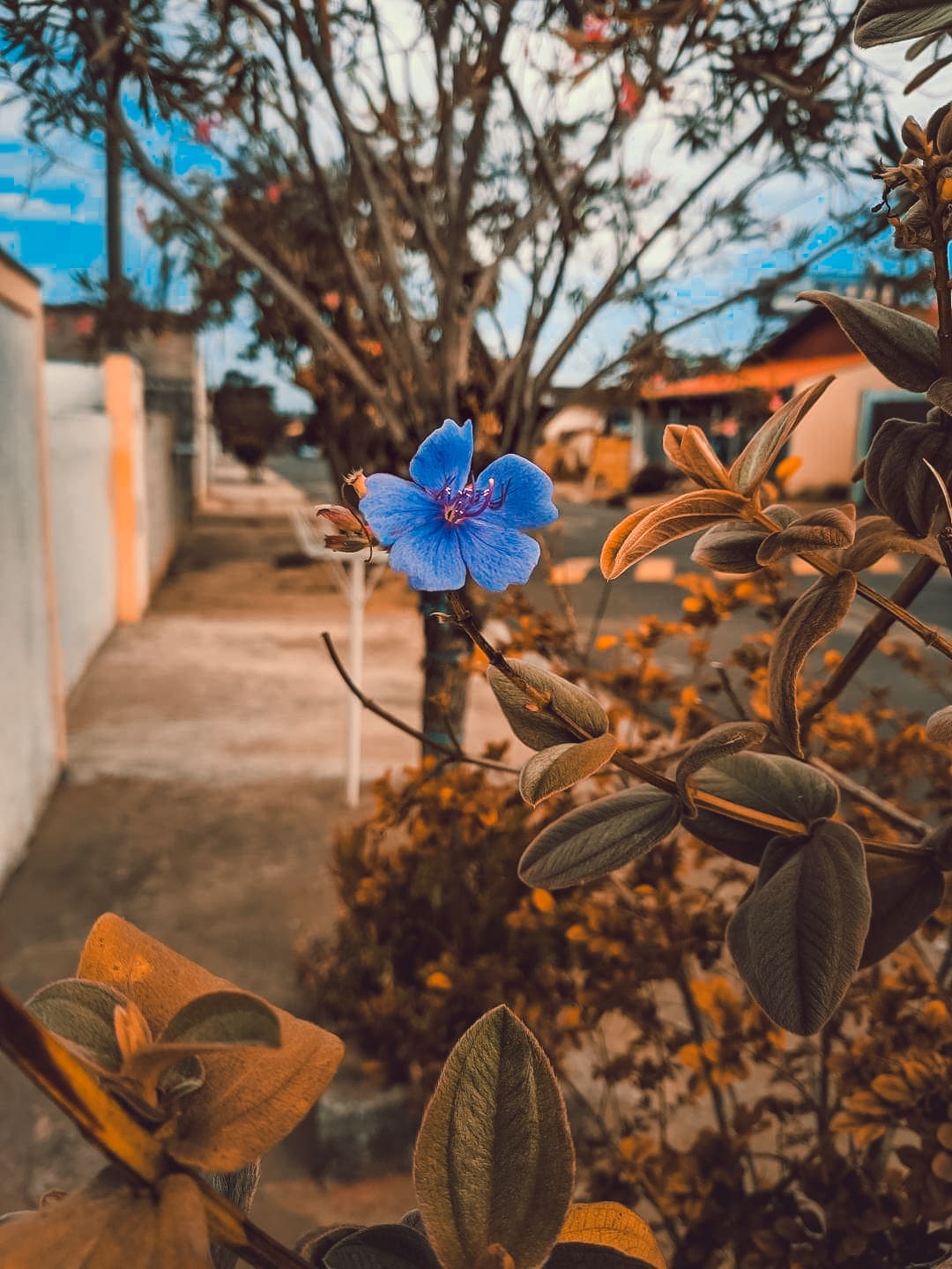 Gcam Brasil - Como importar presets do Lightroom